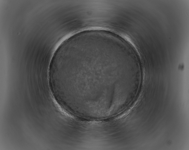 X0000088851181200706291448