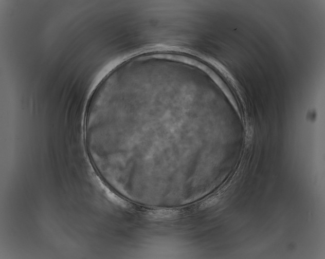 X0000088851294200706291446