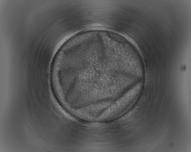 X0000088851333200706291446