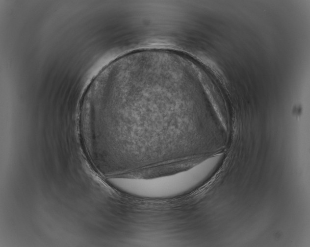 X0000088851374200706291445