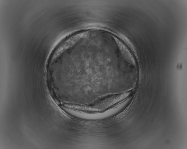 X0000088851384200706291445