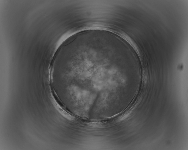 X0000088851388200706291445