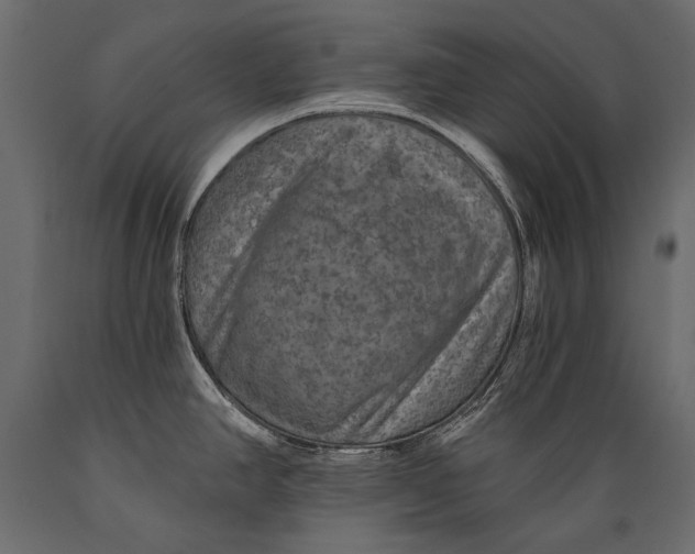 X0000088851390200706291445