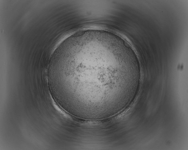 X0000088851433200706291445