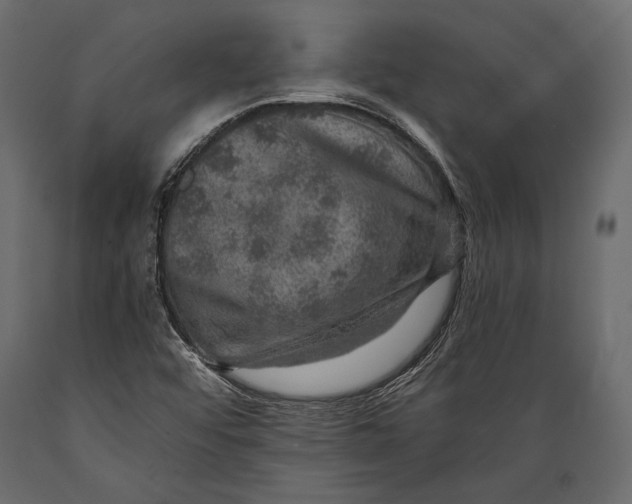 X0000088851456200706291444