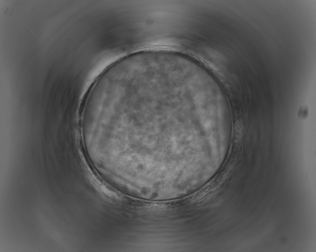 X0000088851470200706291444