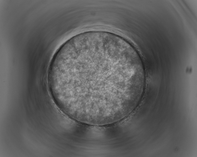 X0000088851514200706291443