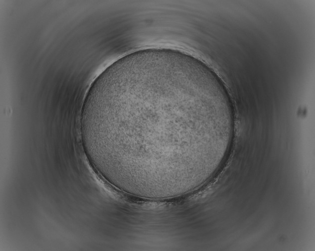 X0000088851521200706291443