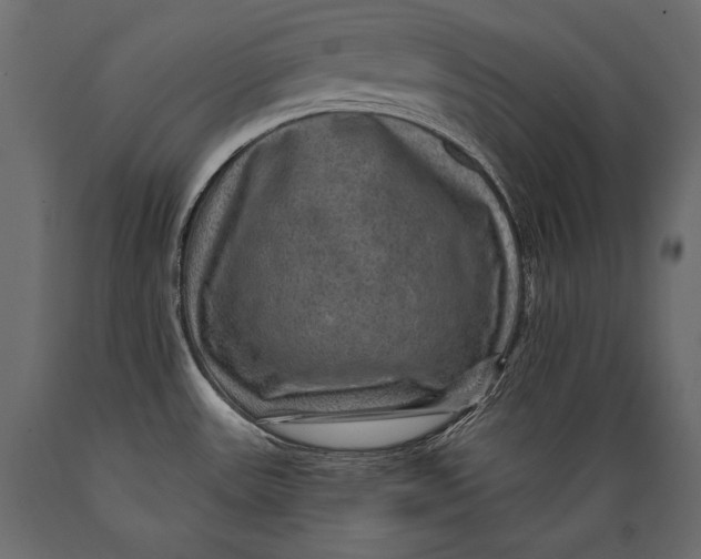 X0000088851531200706291444