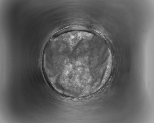 X0000088850003200707061041