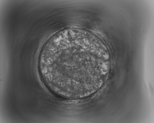 X0000088850049200707061040