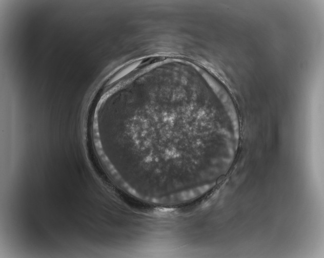X0000088850055200707061040