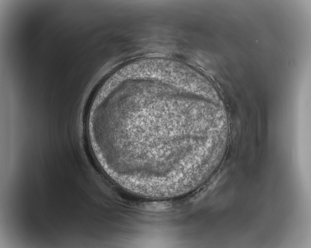 X0000088850102200707061040