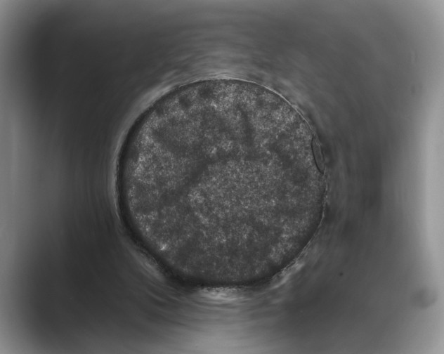 X0000088850104200707061040