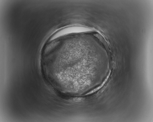 X0000088850152200707061039
