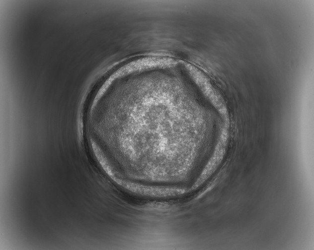 X0000088850294200707061038