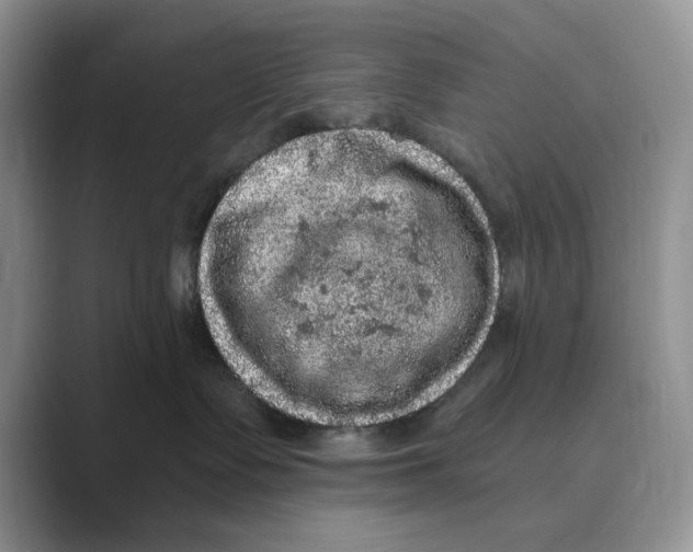 X0000088850335200707061037