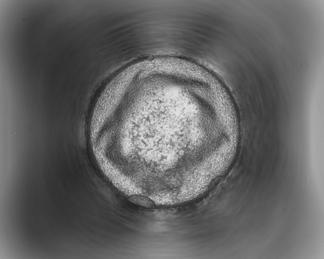 X0000088850345200707061037