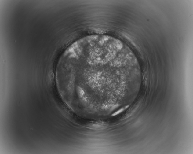 X0000088850459200707061036