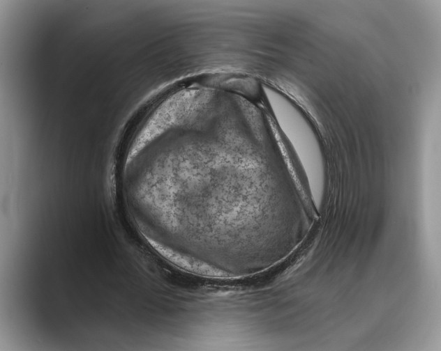 X0000088850676200707061033