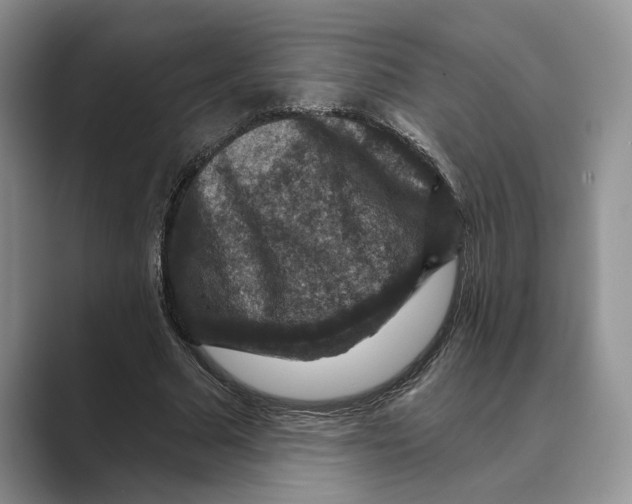 X0000088850681200707061033