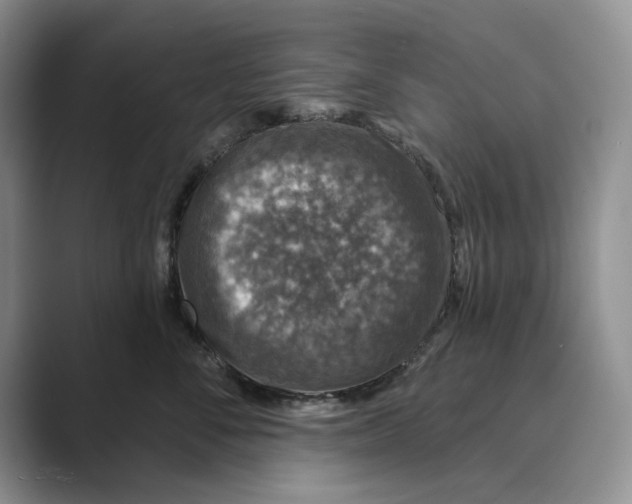 X0000088850716200707061033