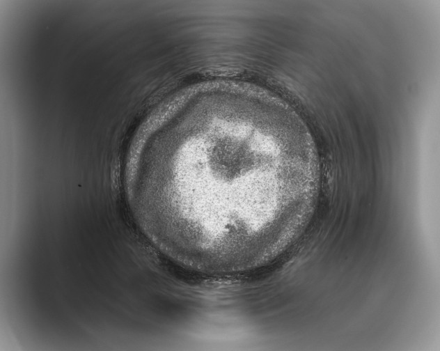X0000088850745200707061032