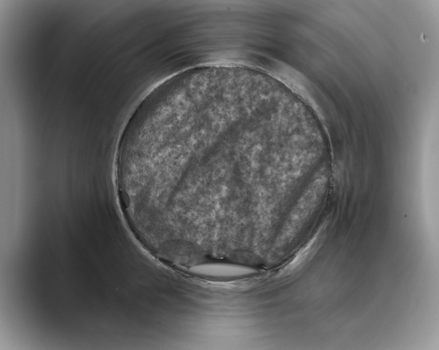 X0000088850855200707061031