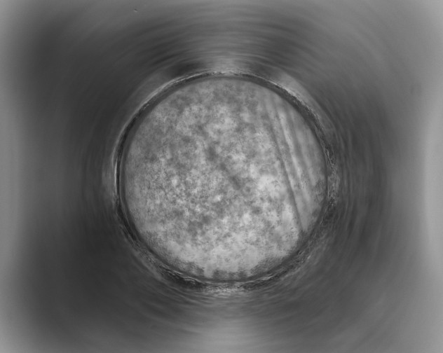 X0000088850886200707061031