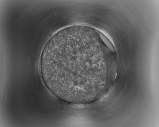 X0000088850911200707061030