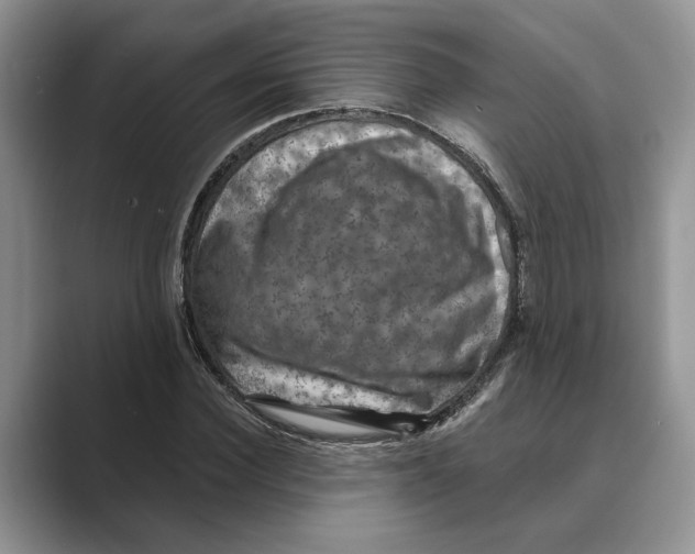 X0000088850924200707061030
