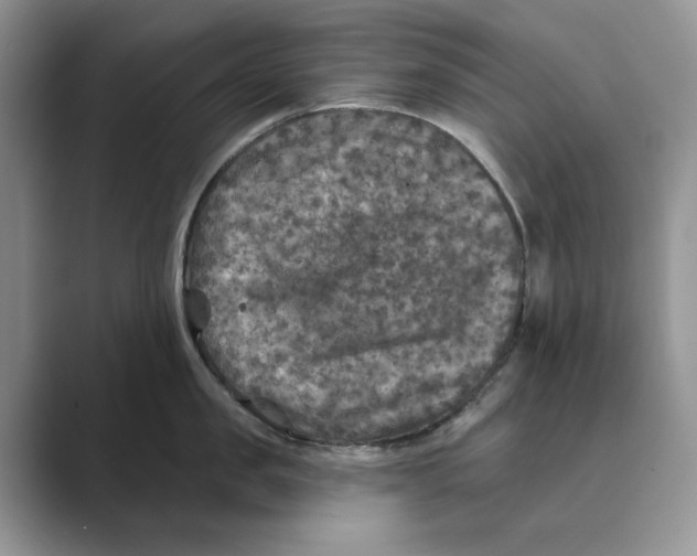 X0000088850957200707061030
