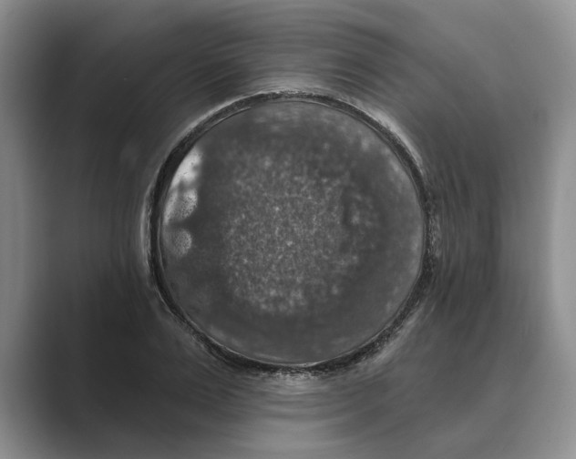 X0000088850983200707061029