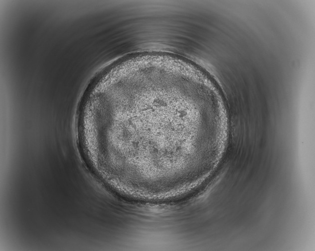 X0000088850987200707061029