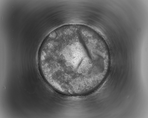 X0000088850990200707061029