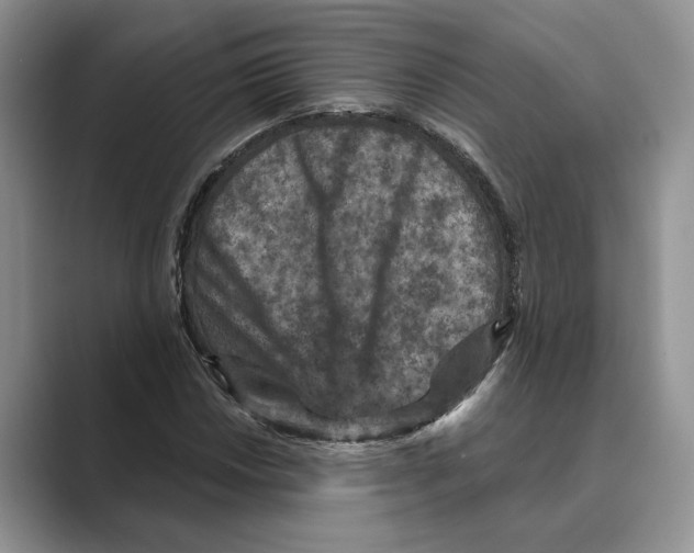 X0000088851018200707061029
