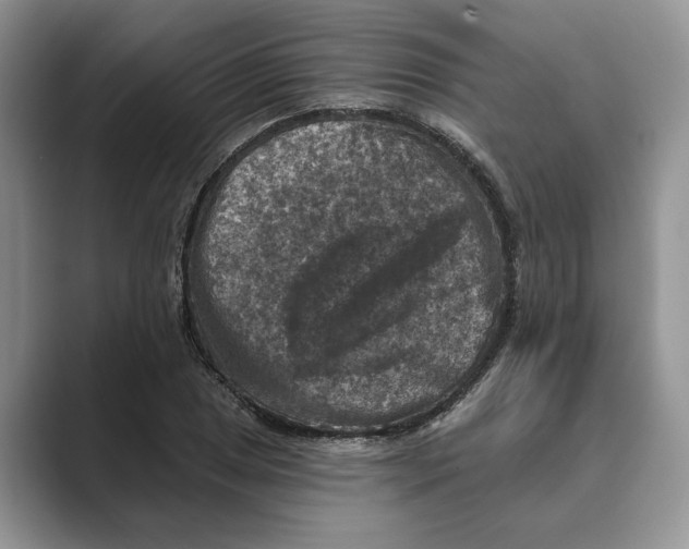 X0000088851025200707061029