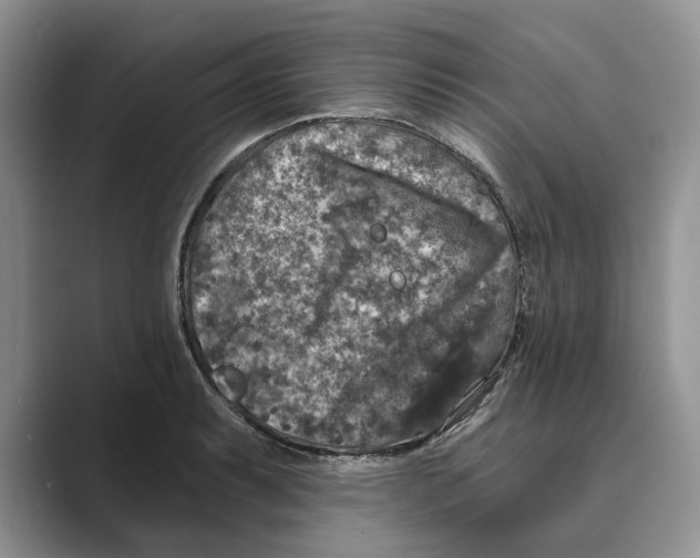 X0000088851087200707061028