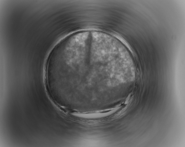 X0000088851101200707061028