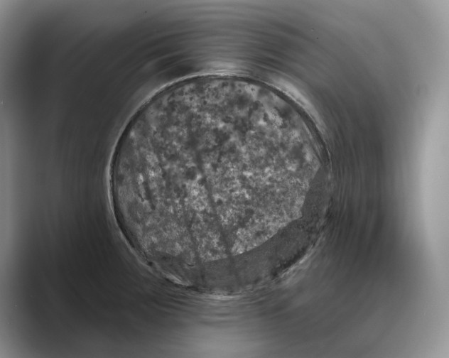 X0000088851283200707061026