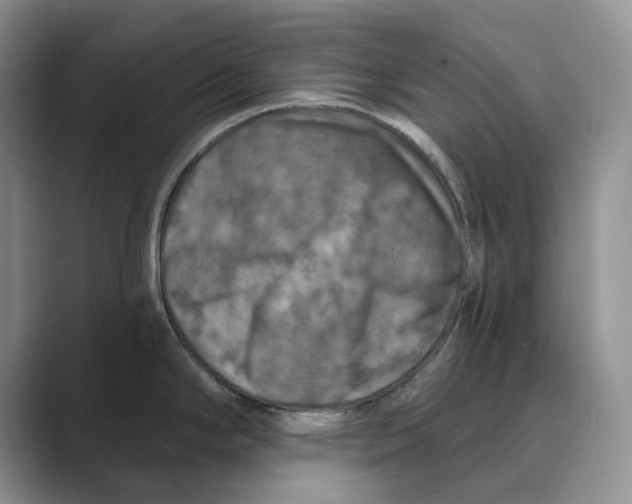 X0000088851294200707061026