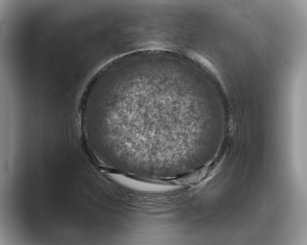 X0000088851310200707061025