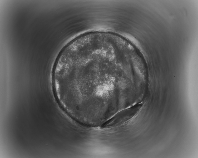 X0000088851335200707061026