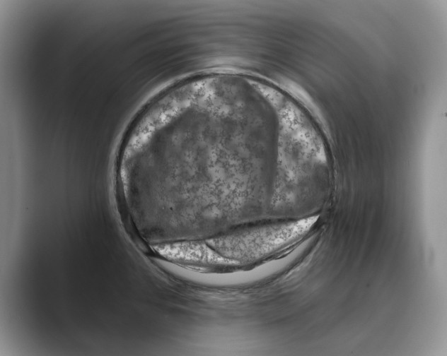 X0000088851384200707061025