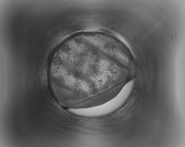 X0000088851456200707061024