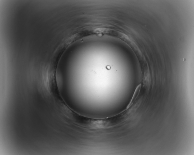 X0000088860473200706081156