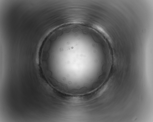 X0000088860883200706081151