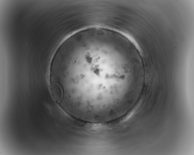 X0000088860903200706081150