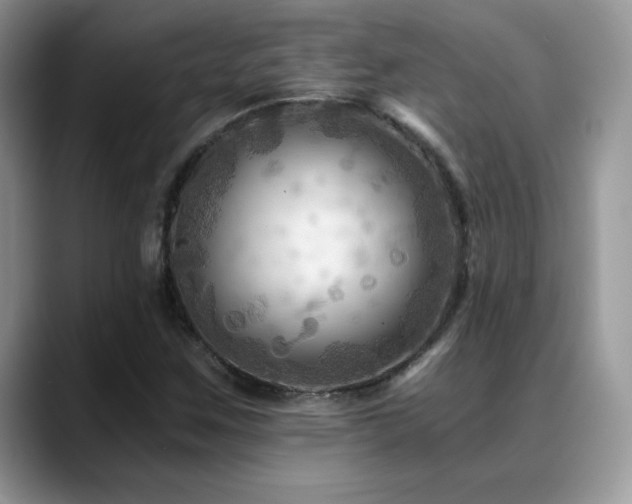 X0000088861259200706081146