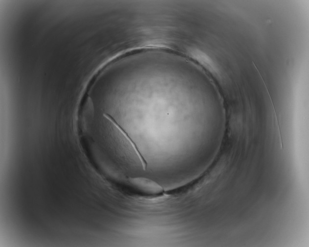 X0000088861268200706081146